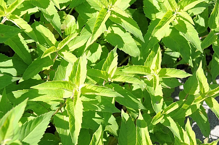 2016-7-25canadaherb 3381_01.JPG
