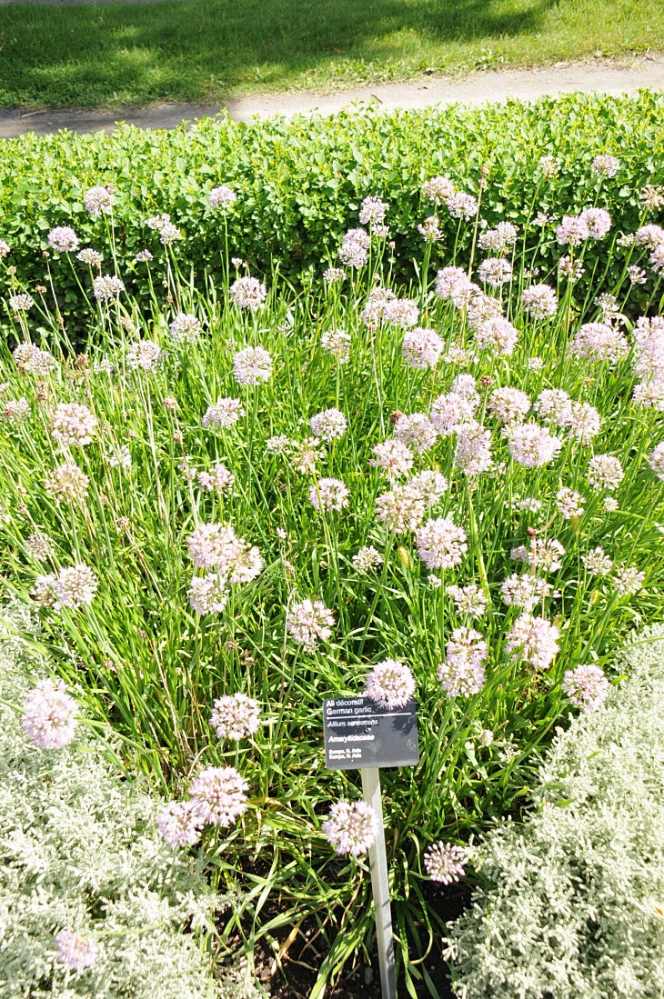 2016-7-25canadaherb 3122_01.JPG
