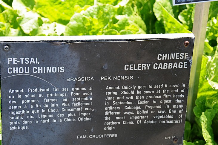 2016-7-25canadaherb 3316_01.JPG
