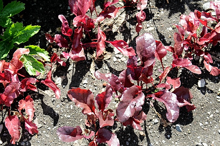 2016-7-25canadaherb 3511_01.JPG
