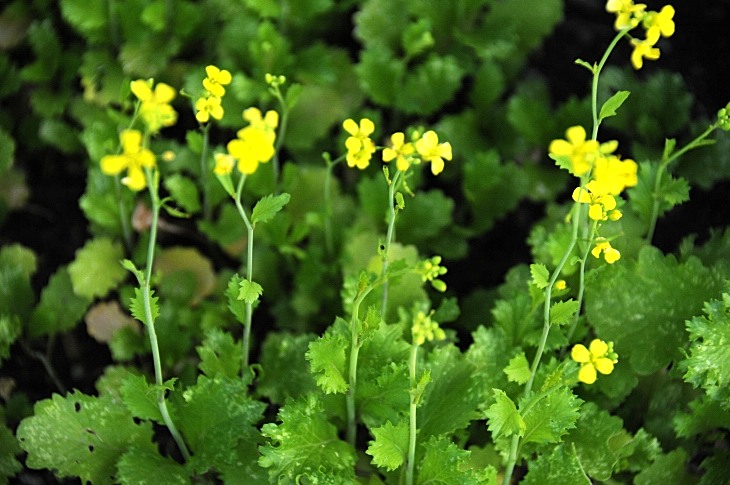 2016-7-25canadaherb 3129_01.JPG