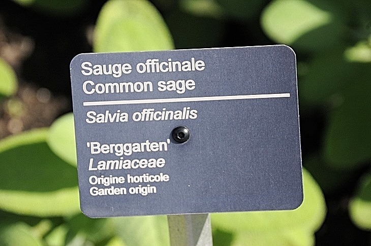 2016-7-25canadaherb 3165_01.JPG