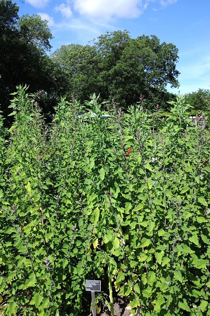 2016-7-25canadaherb 3258_01.JPG