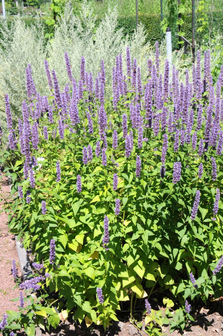 2016-7-25canadaherb 3393_01.JPG