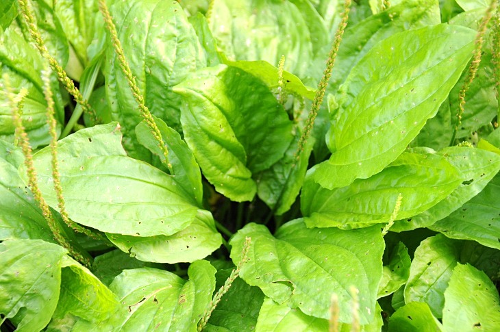 2016-7-25canadaherb 3861_01.JPG