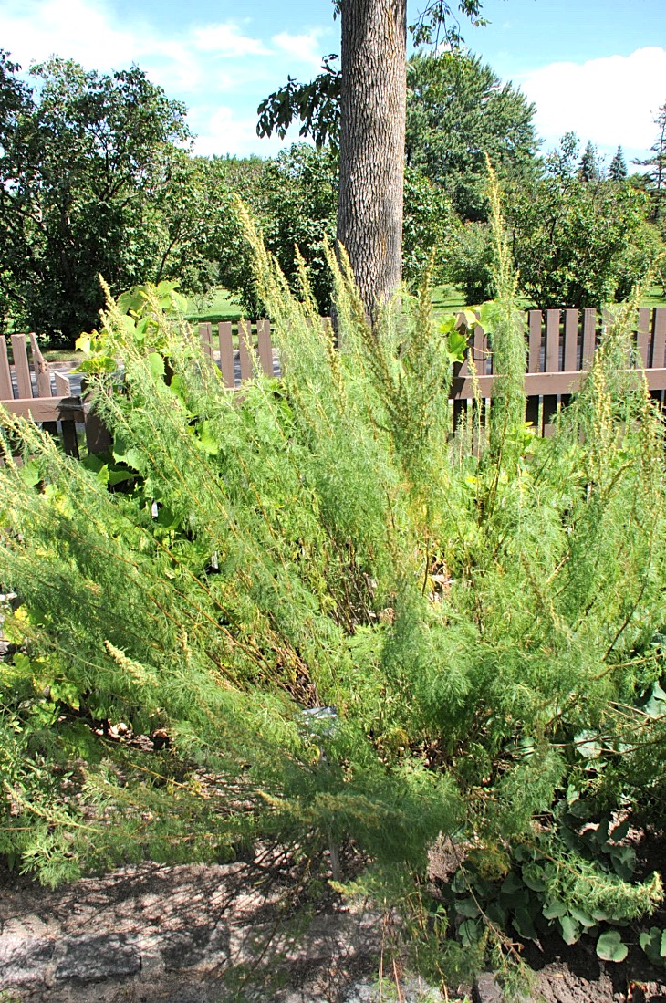 2016-7-25canadaherb 3958_01.JPG