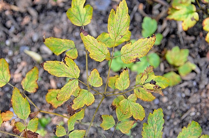 2016-7-25canadaherb 4071_01.JPG