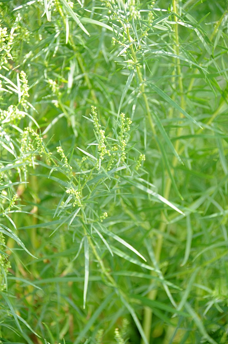 2016-7-25canadaherb 3126_01.JPG
