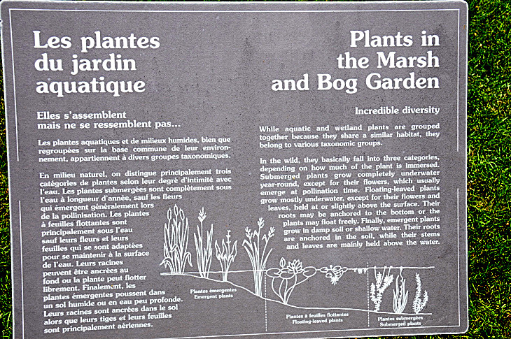2016-7-25canadaherb 4252_01.JPG