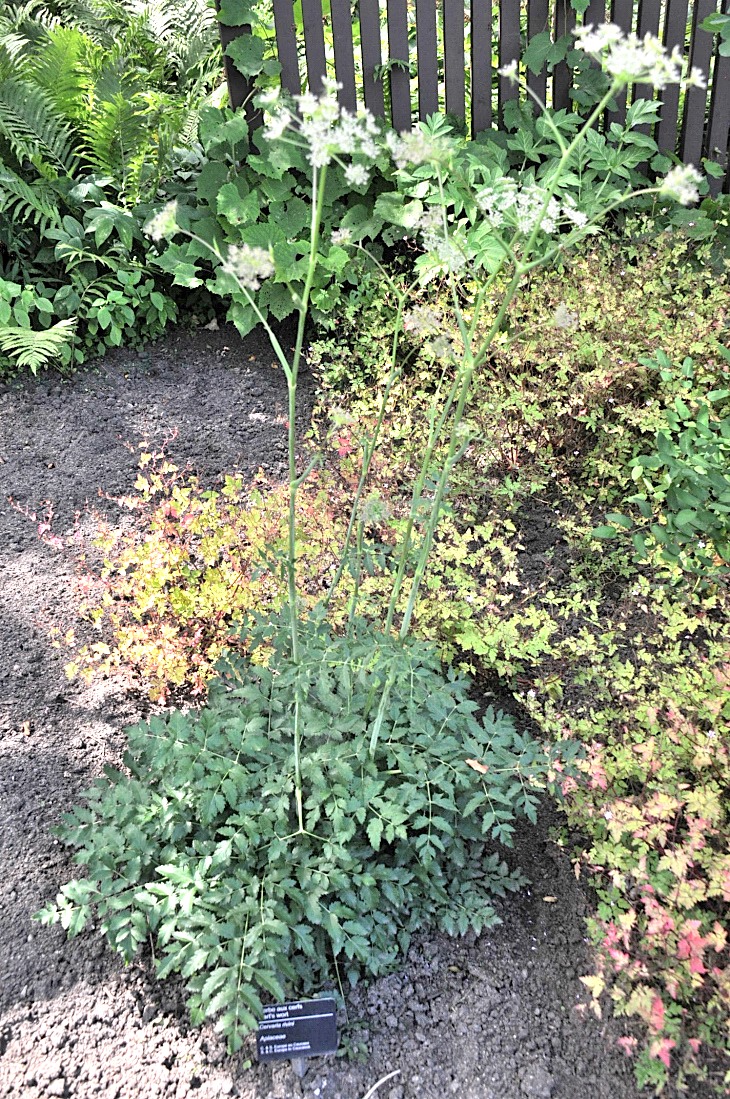2016-7-25canadaherb 3934_01.JPG