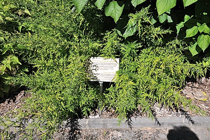 2016-7-25canadaherb 3618_01.JPG