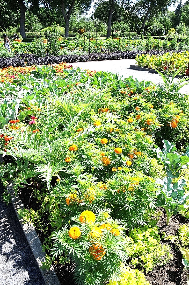 2016-7-25canadaherb 3236_01.JPG