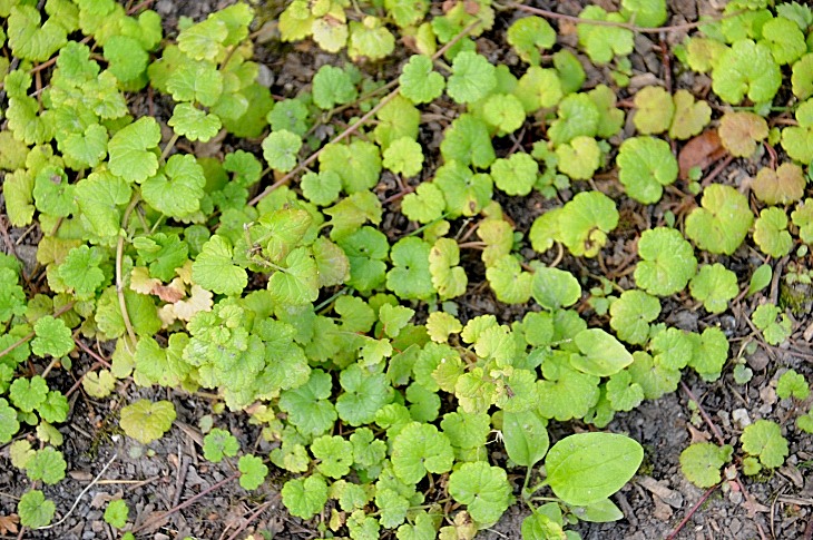 2016-7-25canadaherb 3901_01.JPG