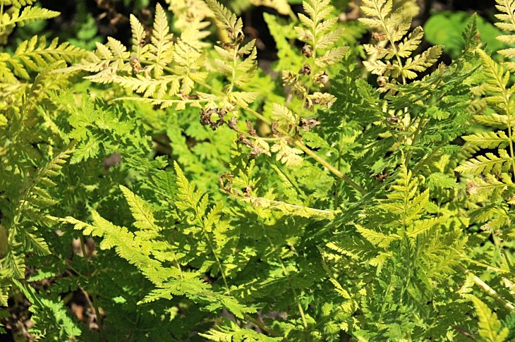 2016-7-25canadaherb 3365_01.JPG