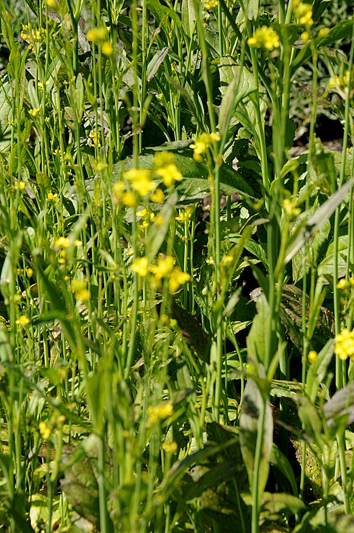 2016-7-25canadaherb 3293_01.JPG