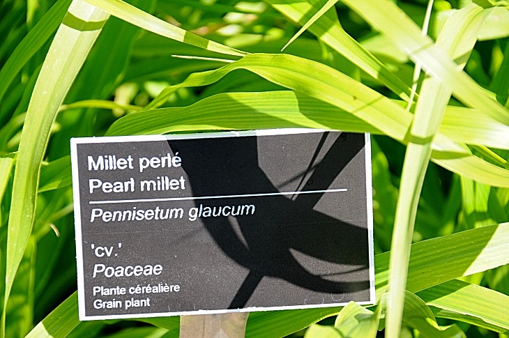 2016-7-25canadaherb 3717_01.JPG