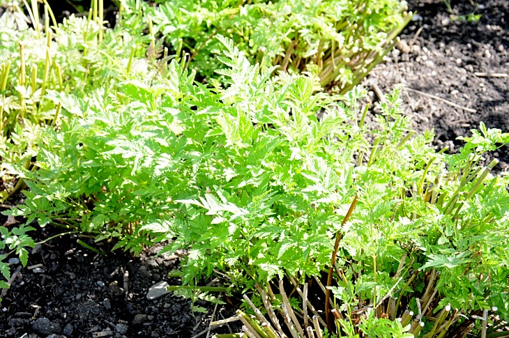2016-7-25canadaherb 2962_01.JPG
