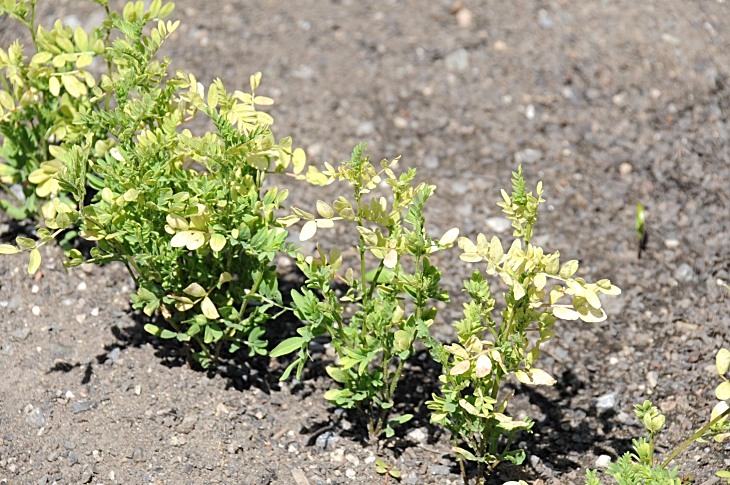 2016-7-25canadaherb 3498_01.JPG