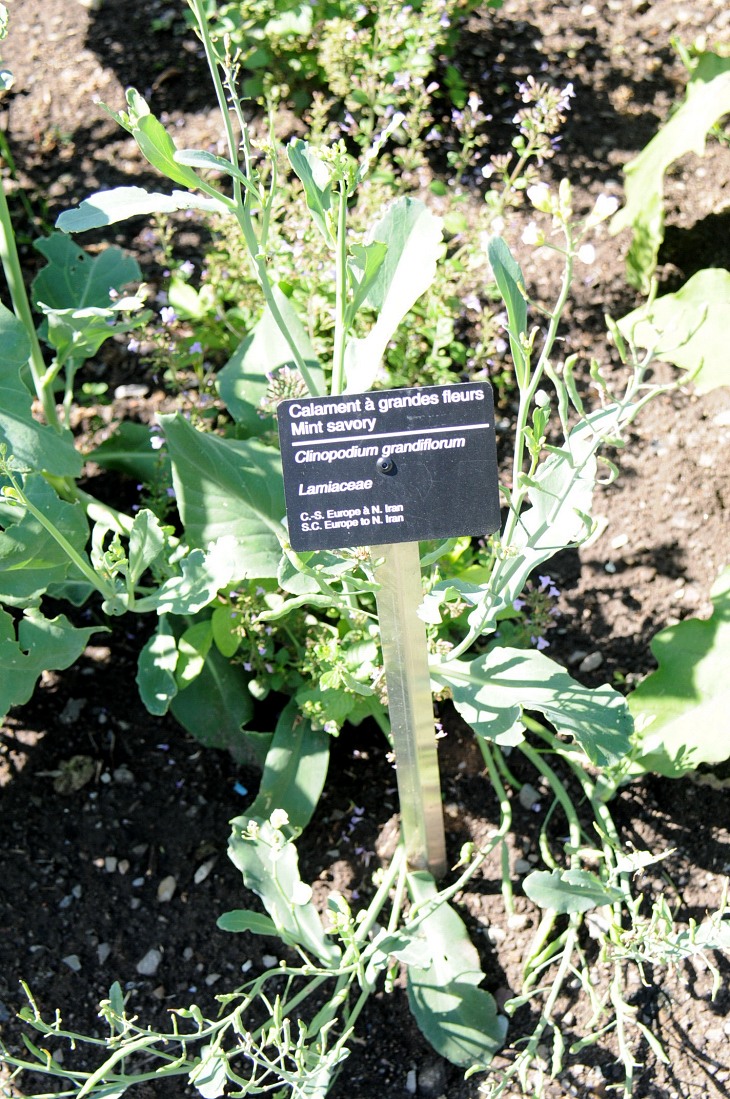 2016-7-25canadaherb 3312_01.JPG