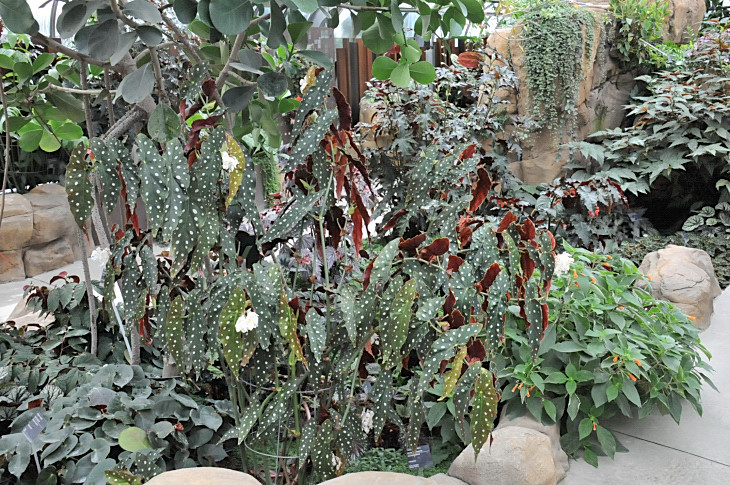 2016-7-25canadaherb 4275_01.JPG