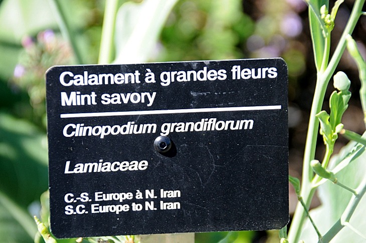 2016-7-25canadaherb 3311_01.JPG