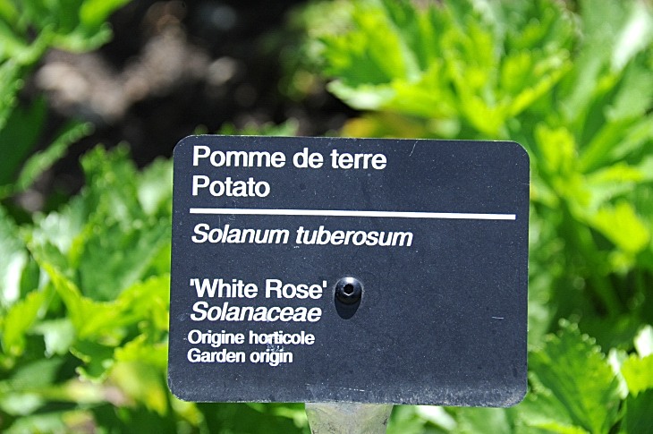 2016-7-25canadaherb 3495_01.JPG