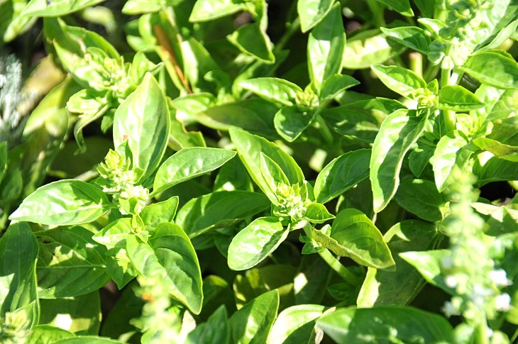 2016-7-25canadaherb 3111_01.JPG