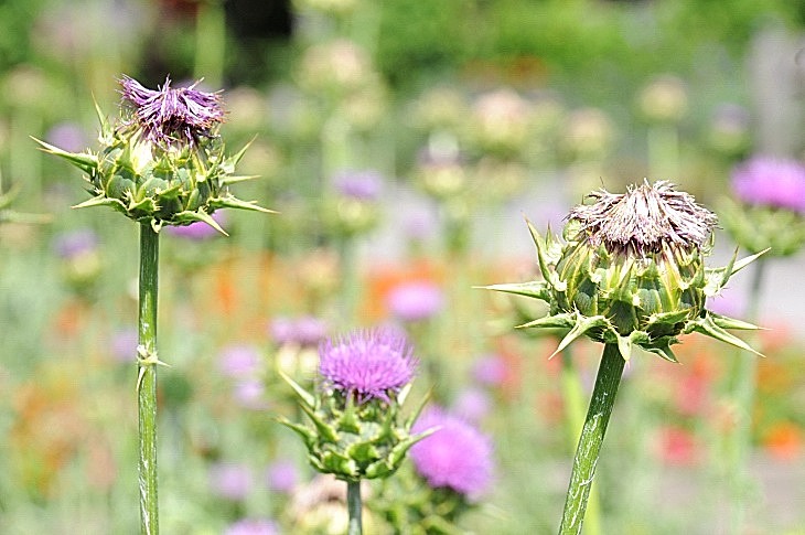 2016-7-25canadaherb 3251_01.JPG