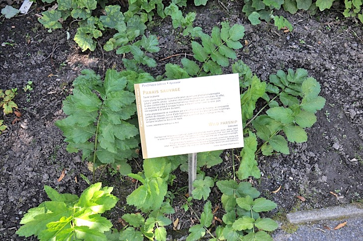 2016-7-25canadaherb 4073_01.JPG