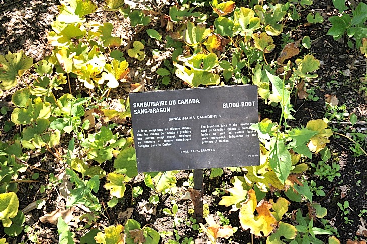 2016-7-25canadaherb 3621_01.JPG