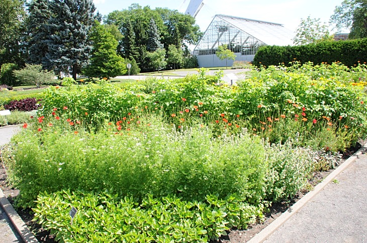 2016-7-25canadaherb 3722_01.JPG
