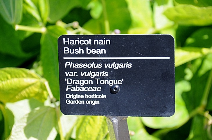 2016-7-25canadaherb 3711_01.JPG