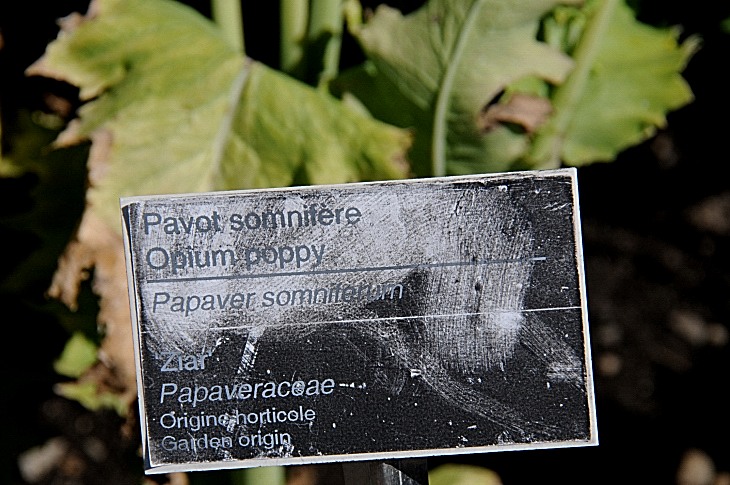 2016-7-25canadaherb 3649_01.JPG