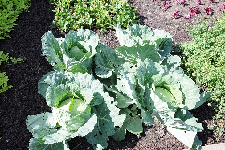 2016-7-25canadaherb 2937_01.JPG