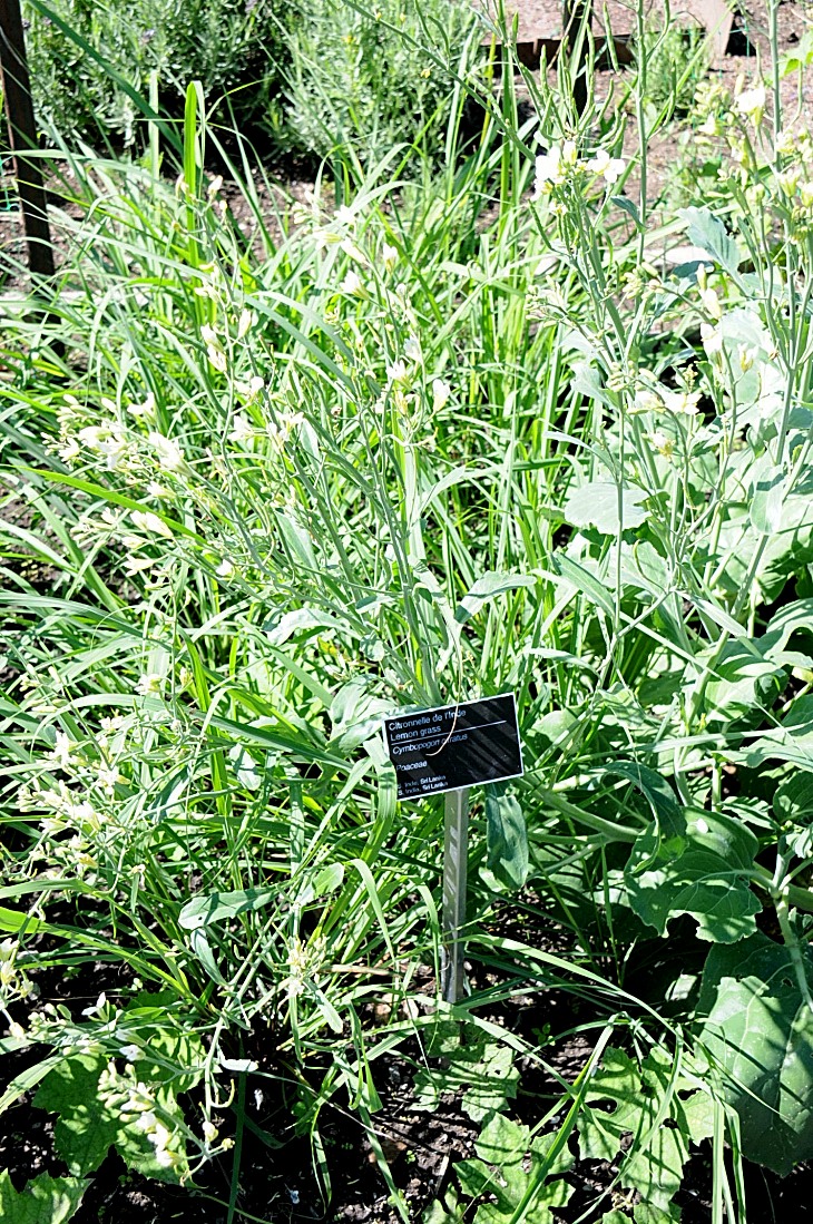 2016-7-25canadaherb 3307_01.JPG