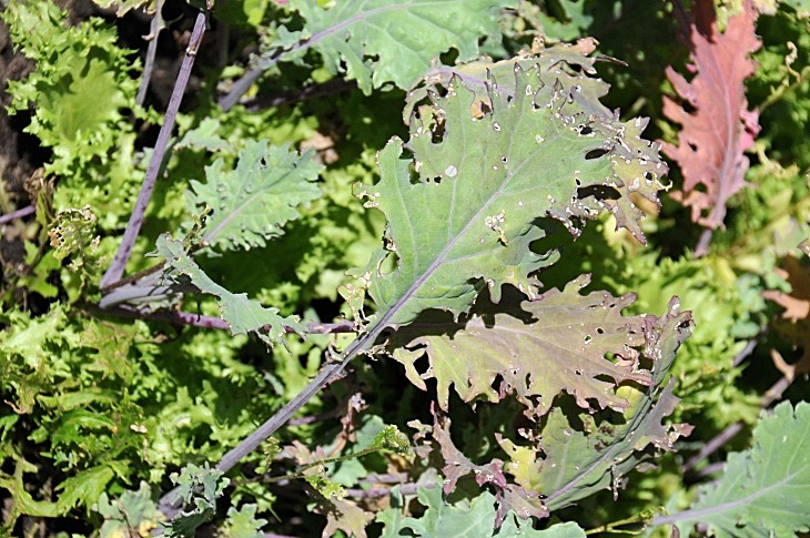 2016-7-25canadaherb 3410_01.JPG