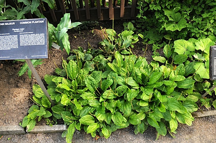 2016-7-25canadaherb 3860_01.JPG