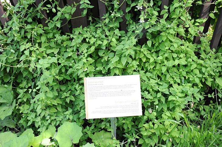 2016-7-25canadaherb 3866_01.JPG