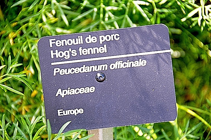 2016-7-25canadaherb 4017_01.JPG
