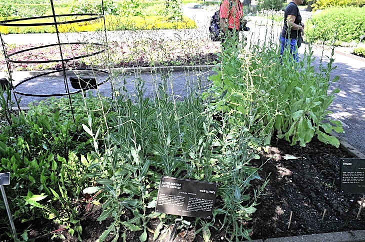2016-7-25canadaherb 3420_01.JPG