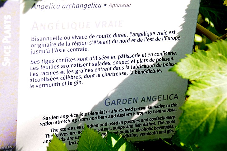 2016-7-25canadaherb 3097_01.JPG