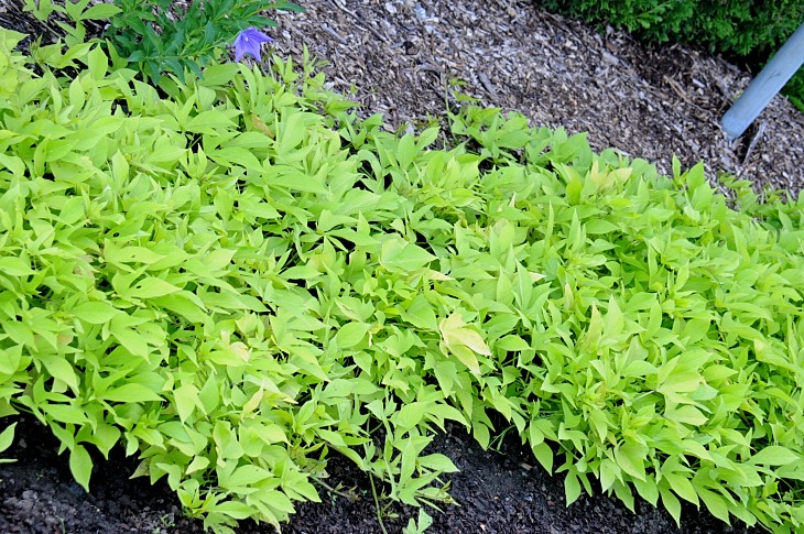 2016-7-25canadaherb 2941_01.JPG