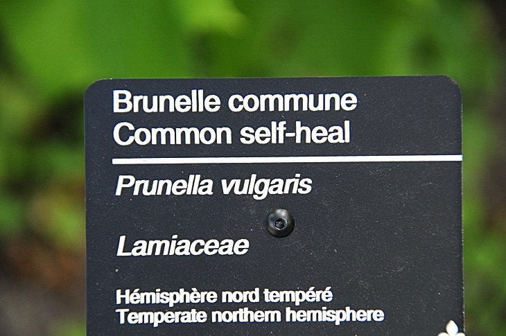 2016-7-25canadaherb 3949_01.JPG