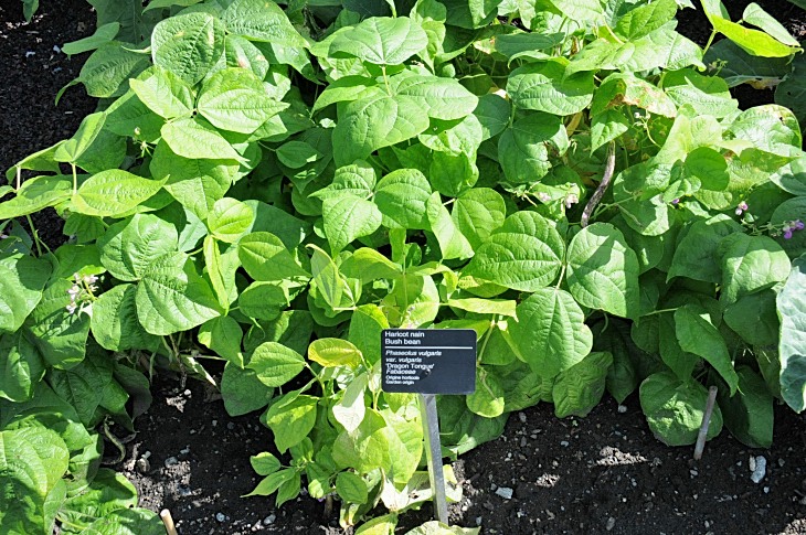 2016-7-25canadaherb 2981_01.JPG