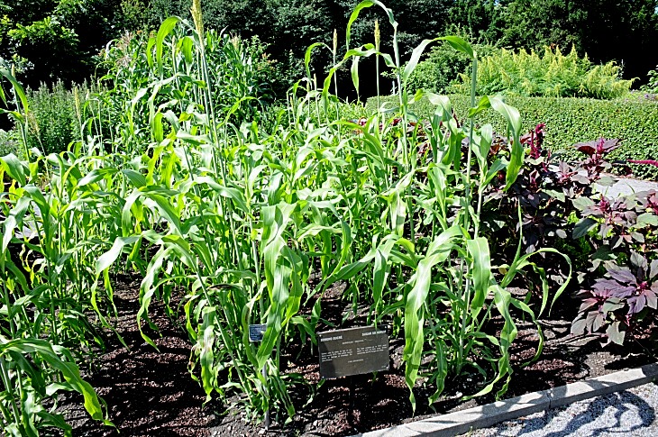 2016-7-25canadaherb 2991_01.JPG