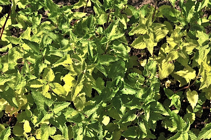 2016-7-25canadaherb 4034_01.JPG