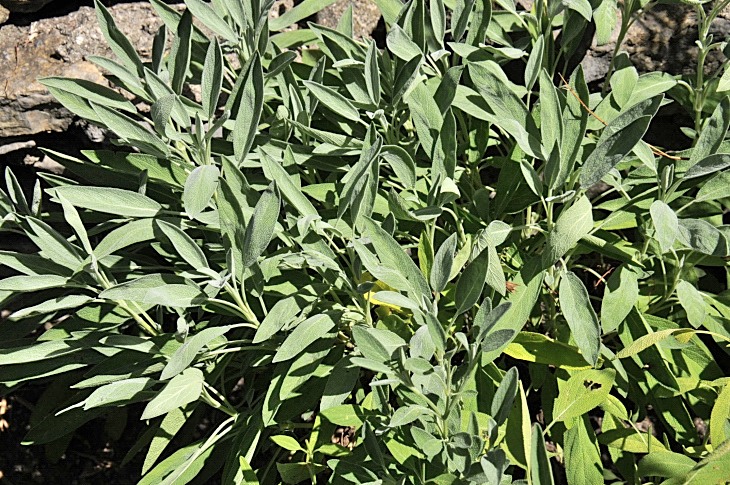 2016-7-25canadaherb 3960_01.JPG