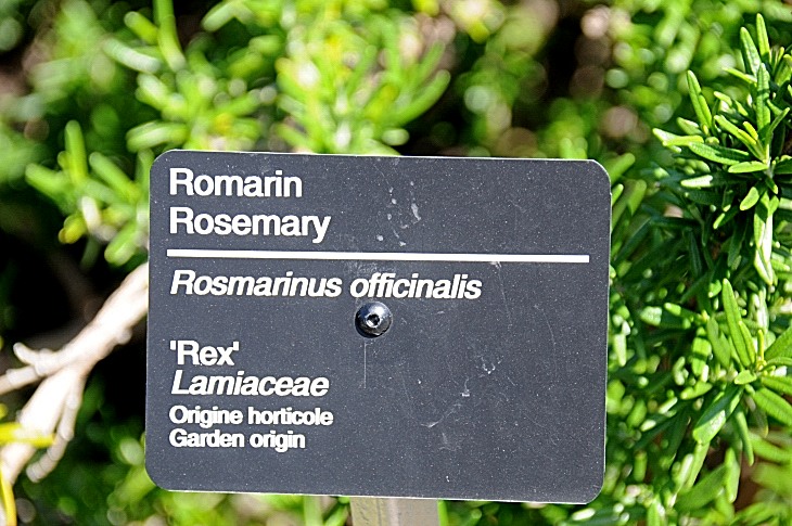 2016-7-25canadaherb 3706_01.JPG