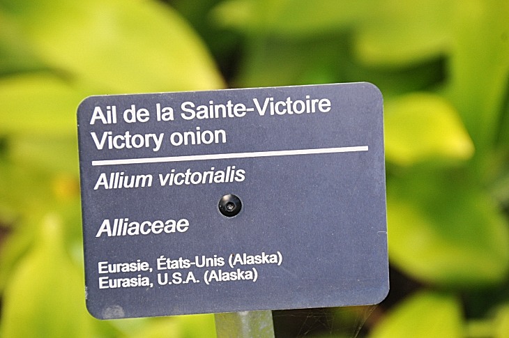 2016-7-25canadaherb 3920_01.JPG