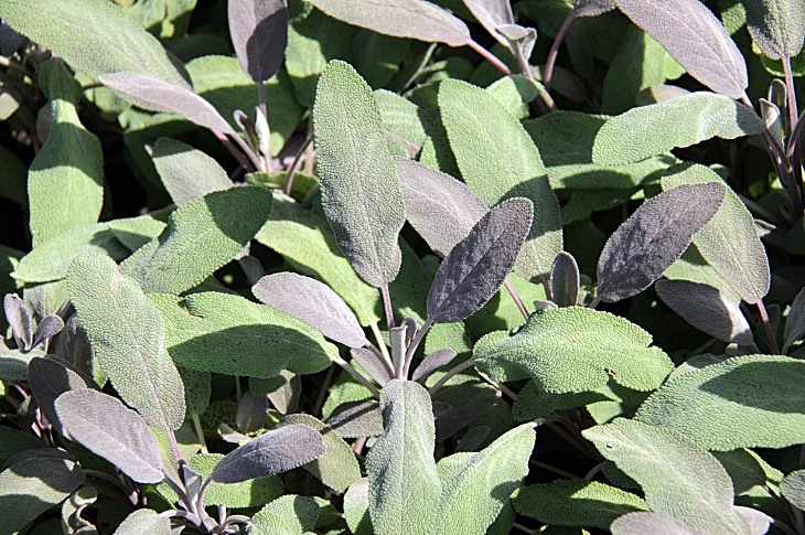 2016-7-25canadaherb 3068_01.JPG